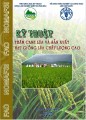 Quy trình thâm canh lúa và sản xuất hạt giống chất lượng cao