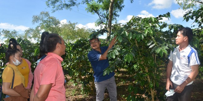 Sơn La thực hiện mô hình sản xuất cà phê chè theo hướng hữu cơ có truy xuất nguồn gốc và liên kết theo chuỗi giá trị