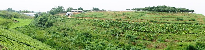 A review of the status of agroforestry in Vietnam